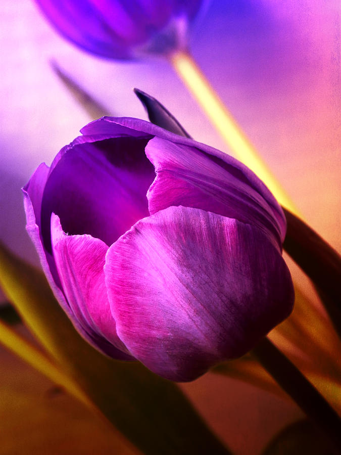 Tulip Photograph - Spring Tulips 5 by Julie Palencia