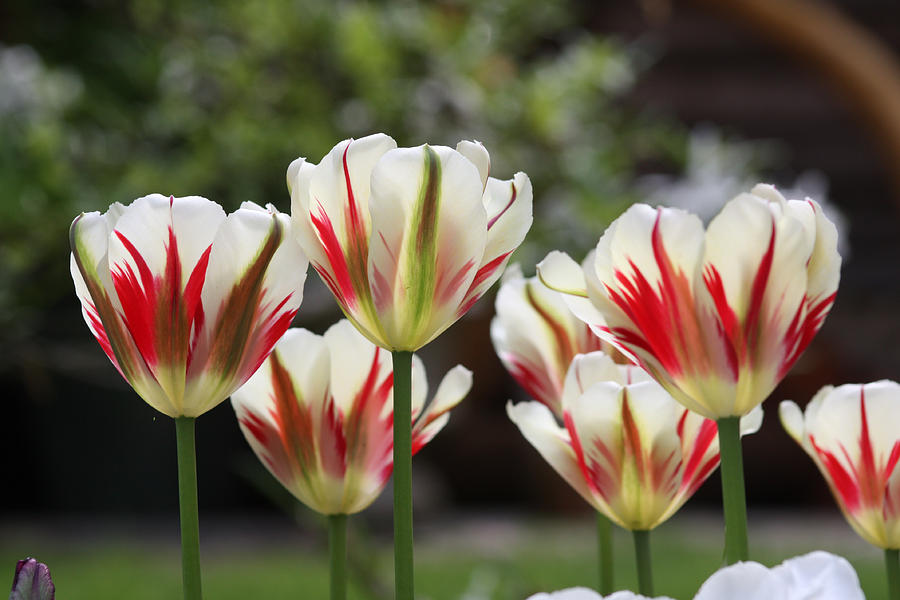 Spring Tulips Photograph by Cathie Douglas