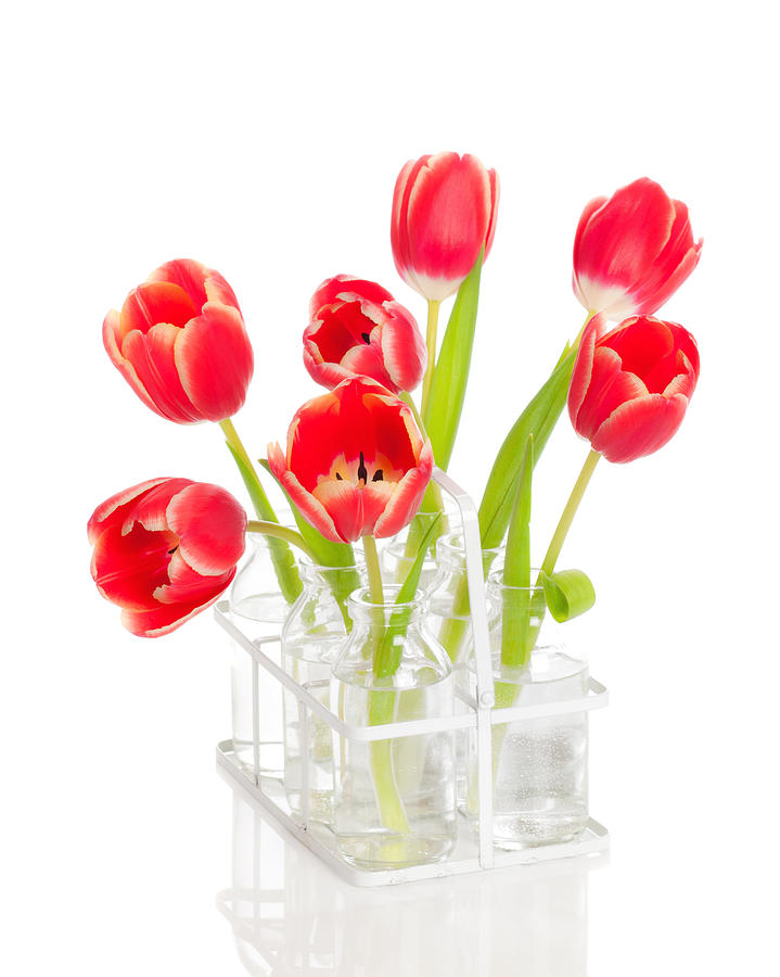 Tulip Photograph - Spring Tulips by Amanda Elwell