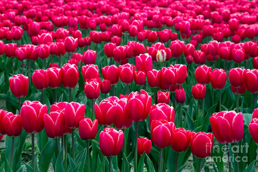 Spring Tulips Photograph by David R Frazier and Photo Researchers 