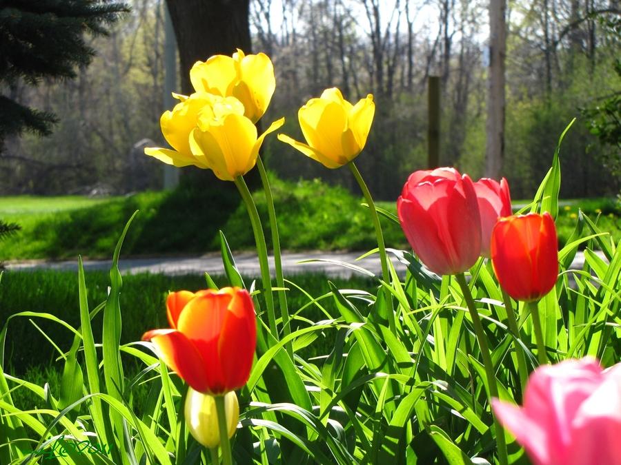 Spring Tulips in the Sun Photograph by Maciek Froncisz