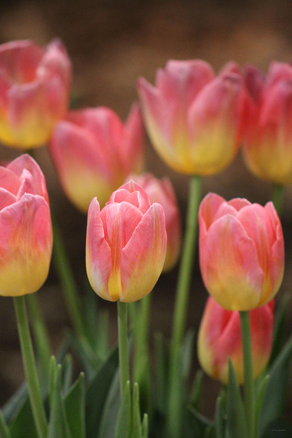 Spring Tulips Photograph by Linda Sannuti