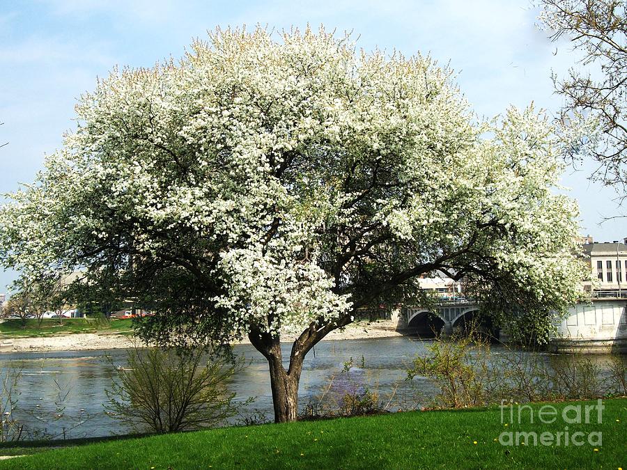 Spring White Blossom Tree Photograph by Marsha Heiken