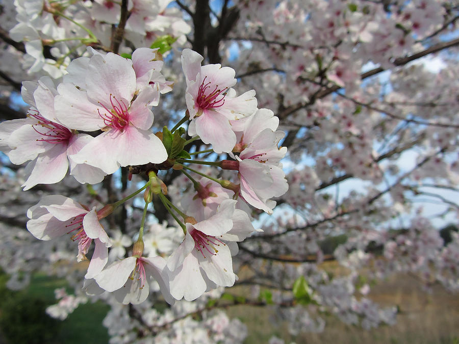 Spring Yoshino Cherry Blossoms Photograph by Kathy Clark