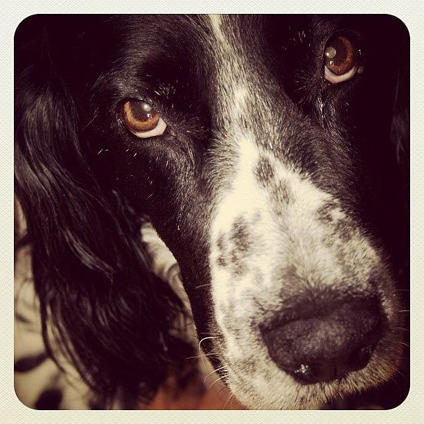 Dog Photograph - #springer #dog by Fay Pead