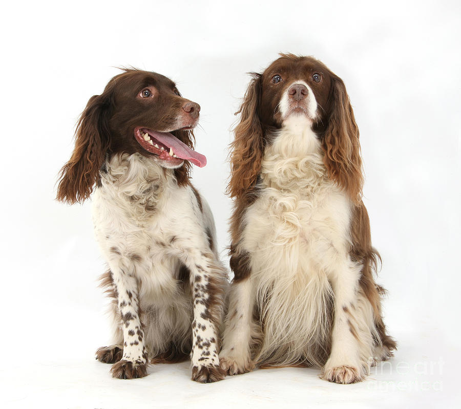 Springer Spaniels Photograph by Mark Taylor
