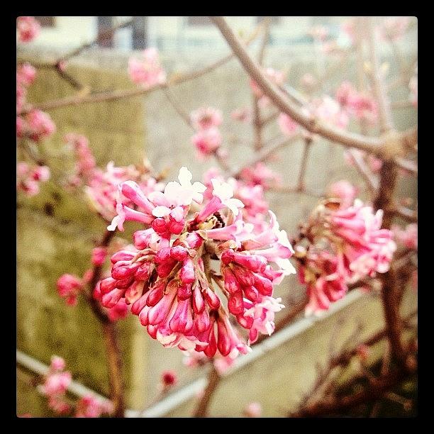 Spring Photograph - #spring#primavera #spring #colors by Silvia Chiesa
