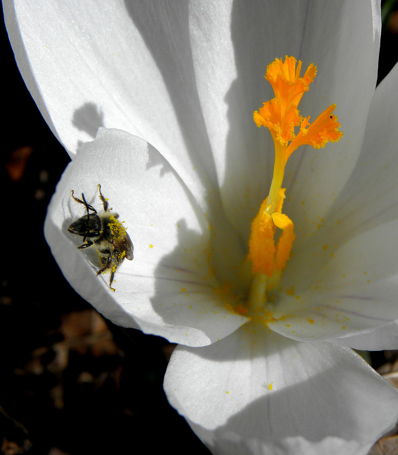 Springs First Pollination  Photograph by Kim Galluzzo