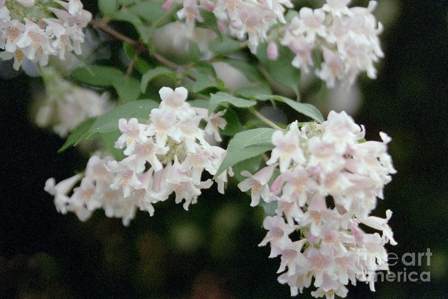 Springs White Blossoms Photograph by Barbara Plattenburg