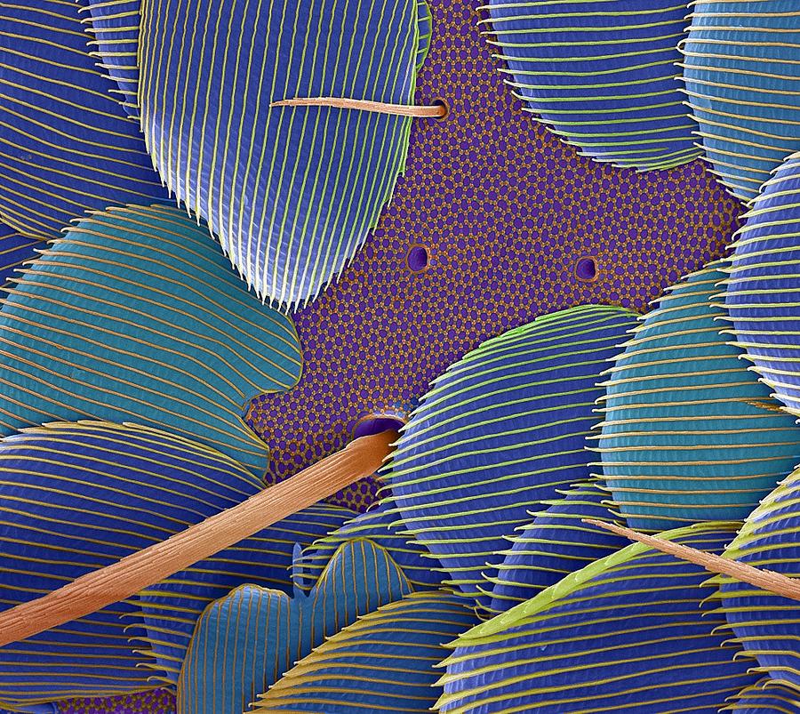 Springtail Body Surface, Sem Photograph by Steve Gschmeissner
