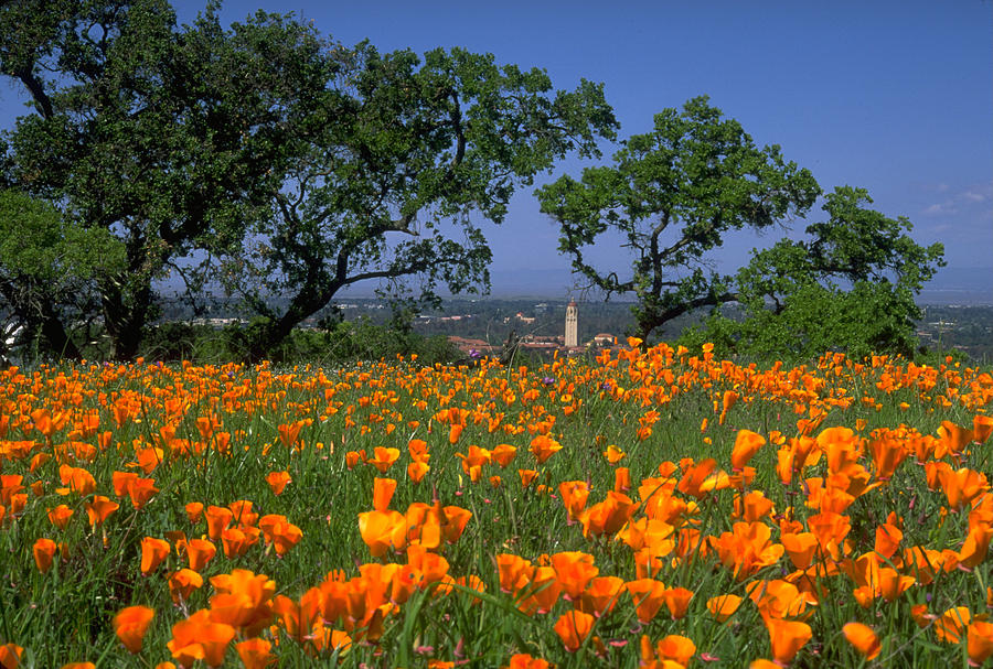 Springtime at Stanford Photograph by John Farley