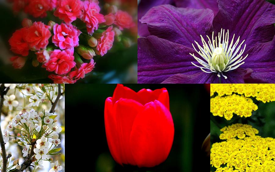 Springtime Blooms Collage Digital Art by Kay Novy