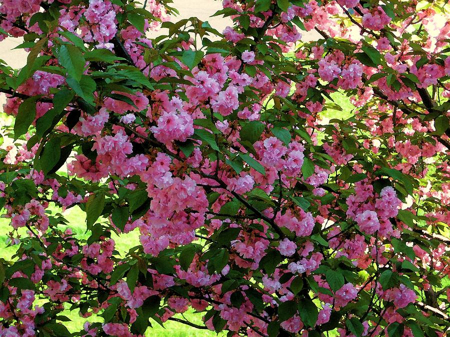 Springtime -  Blossoms Photograph by Susan Carella