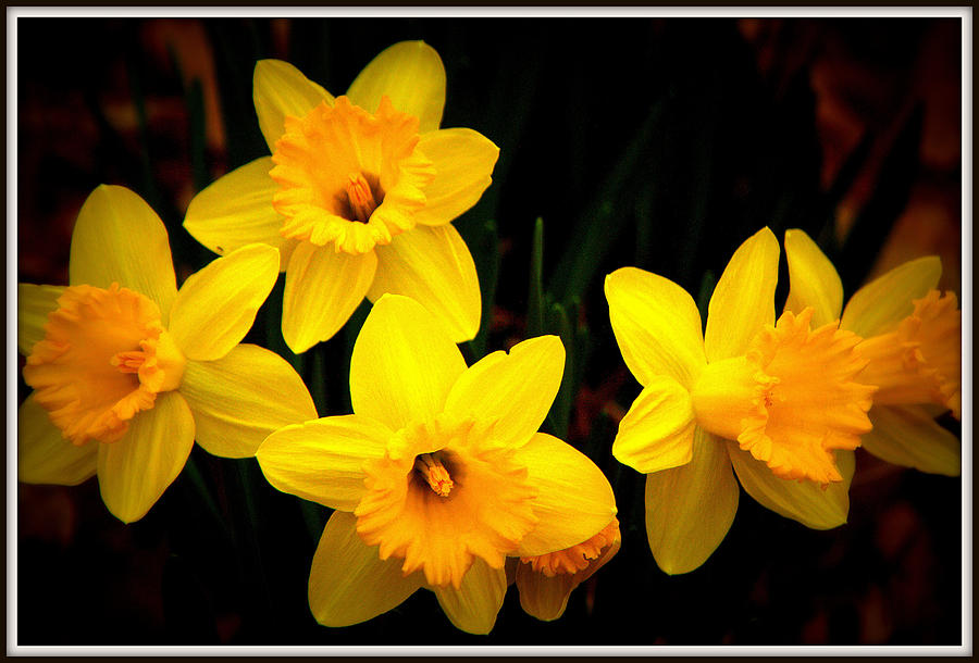 Springtime Daffodils Photograph by Tam Graff