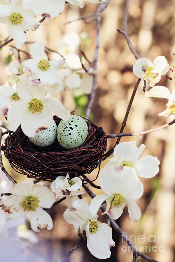 Springtime Eggs and Nest Photograph by Stephanie Frey