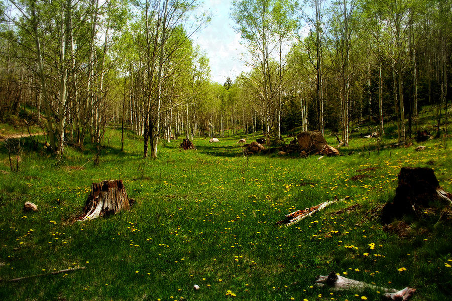 Springtime in the High Country Photograph by Ellen Heaverlo Fine Art