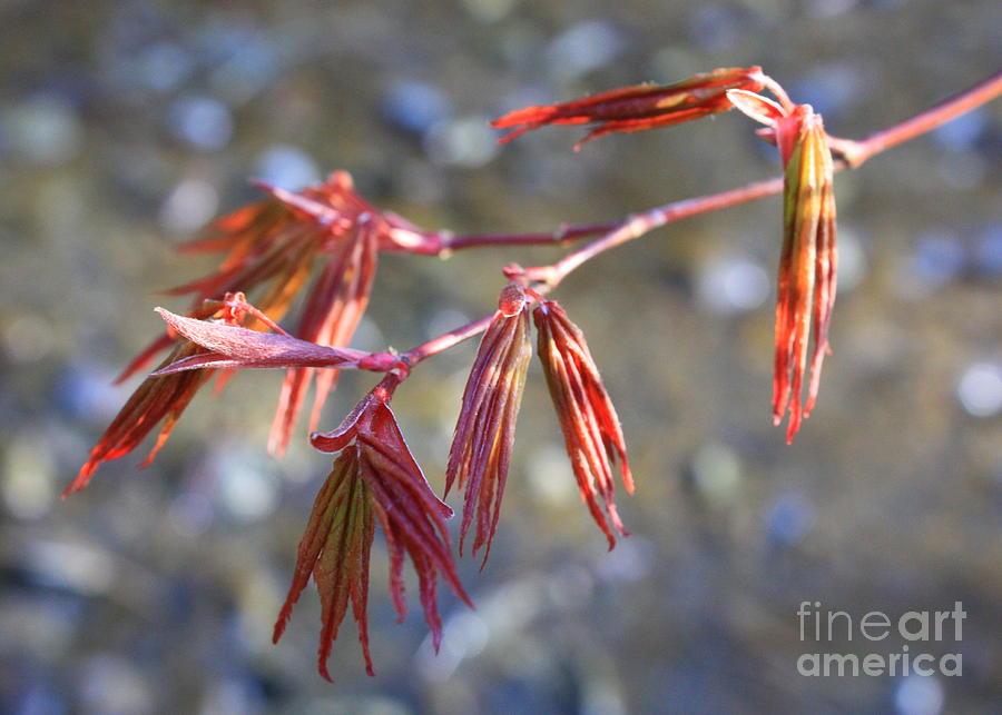 Springtime Japanese Maple Leaves Photograph