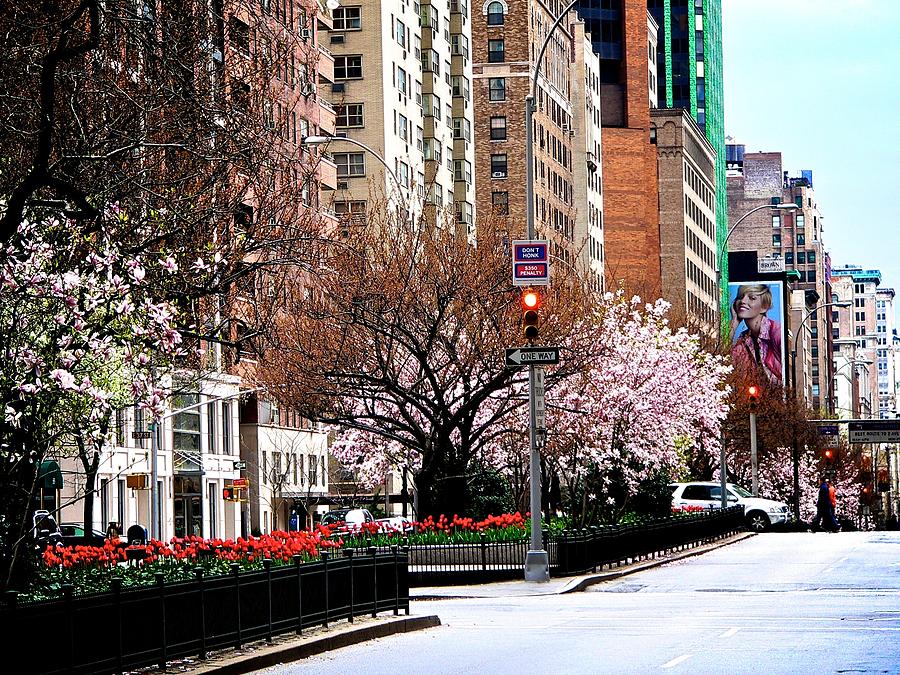 Springtime on Park Avenue Photograph by Eric Tressler