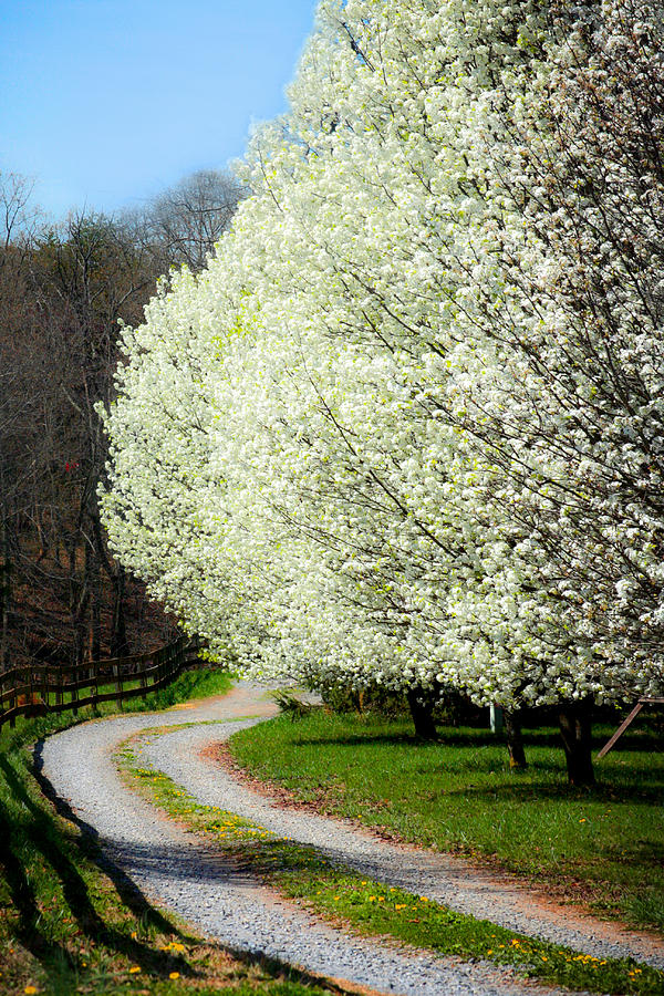 Springtime path Photograph by Emanuel Tanjala