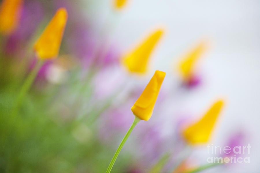 Springtime Poppies Photograph by Susan Gary