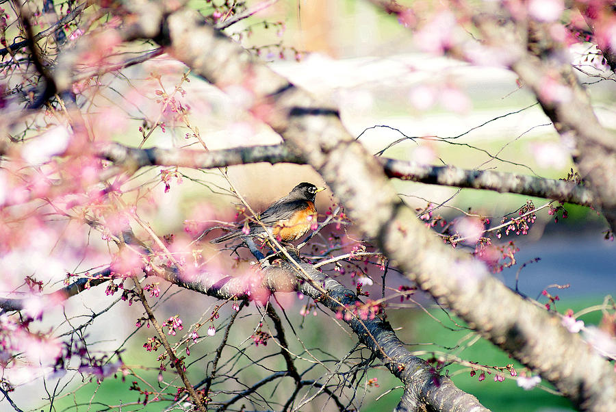 Springtime Robin  Photograph by Margie Avellino