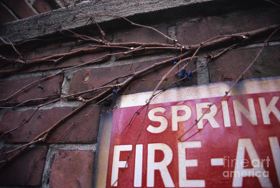 Boston Photograph - Sprinkler Berries by Danielle Lebenson