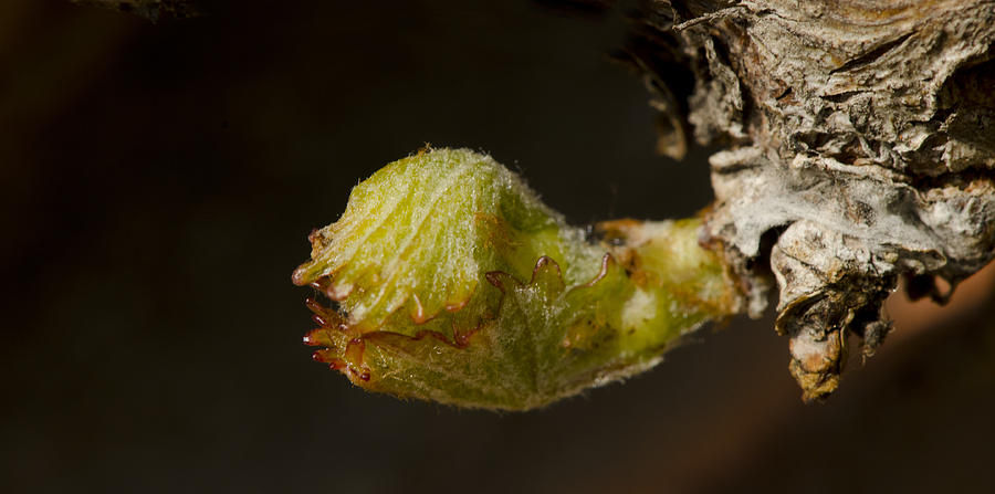 Sprout of a vine Photograph by Perry Van Munster
