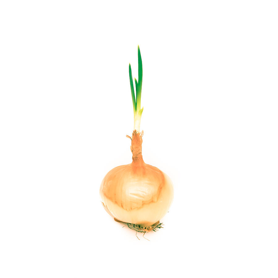 Nature Photograph - Sprouting onion by Tom Gowanlock