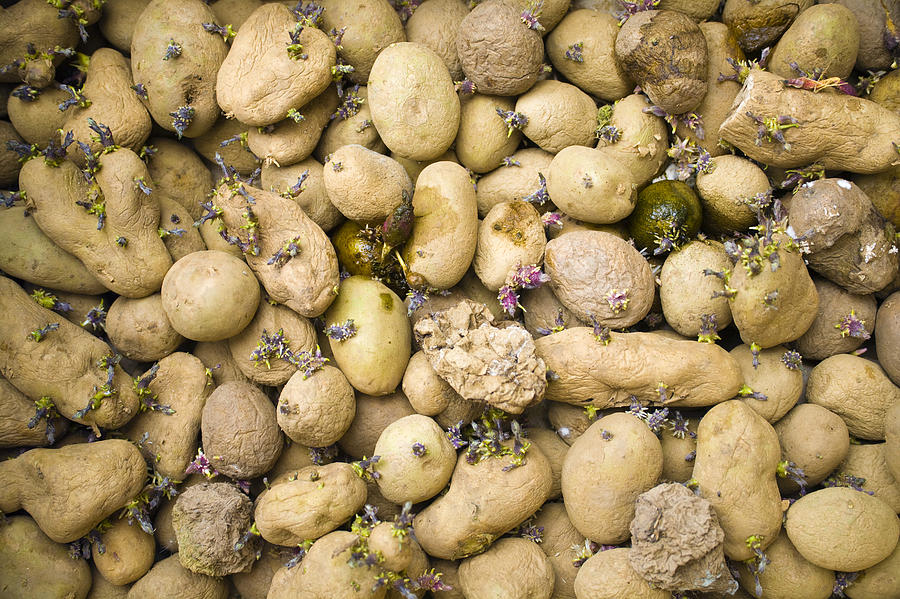 Potato Photograph - Sprouting Potatoes by Veronique Leplat