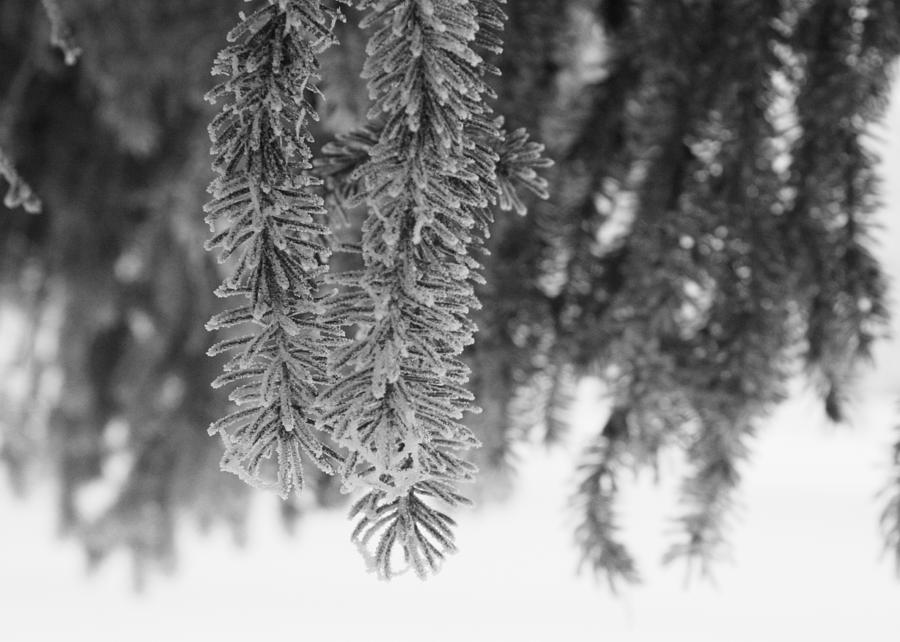 Spruce Photograph by Ellery Russell