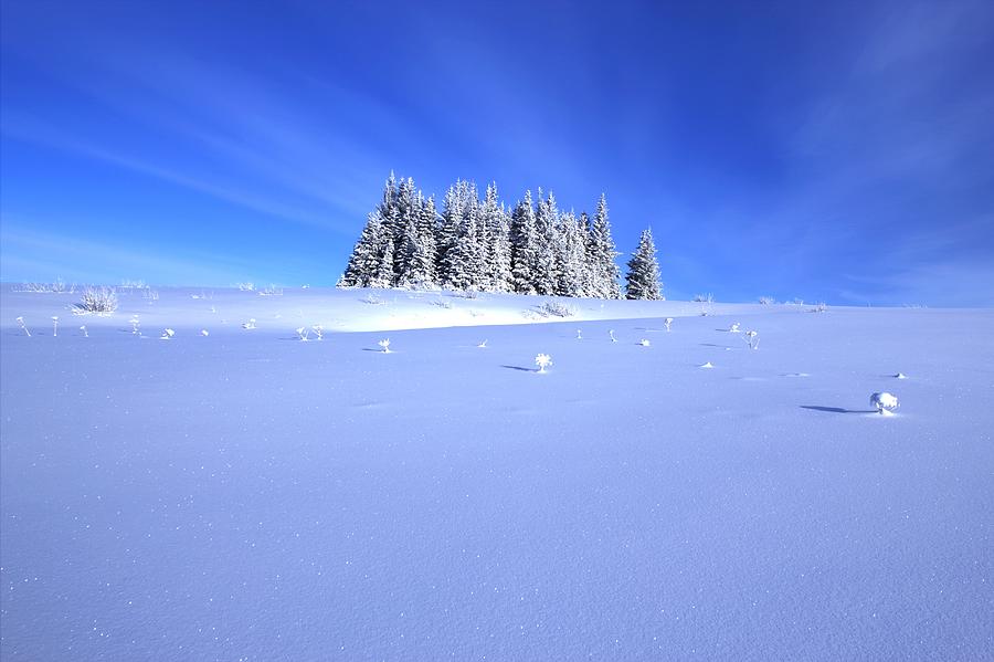 Spruce Grove in Winter Photograph by Michele Cornelius