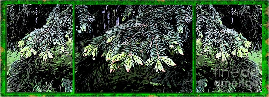 Spruce Digital Art by Ronald Bissett