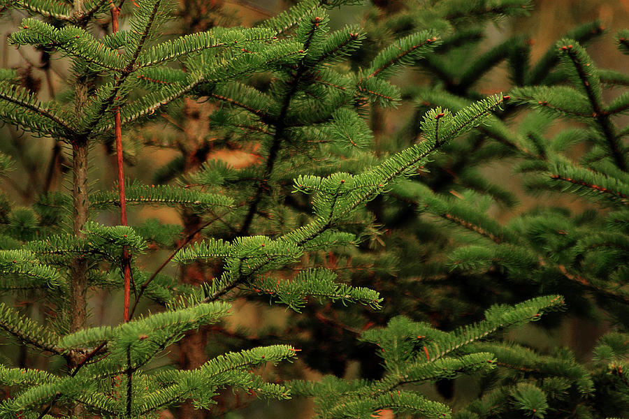 Spruce Photograph by Scott Hovind