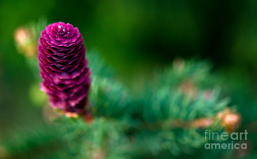 Spruce Tree Cone Photograph by Terry Elniski