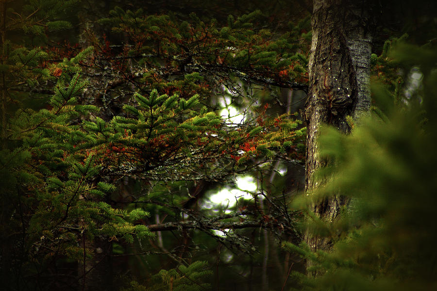 Spruce with a touch of red Photograph by Scott Hovind