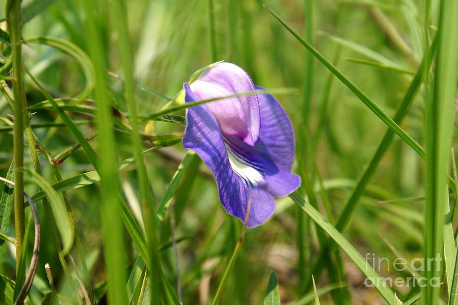 Spurred Butterfly Pea Photograph by Lynda Dawson-Youngclaus
