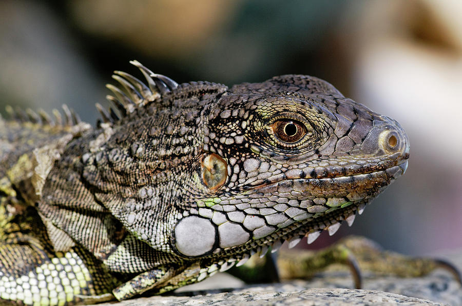 Squamata Closeup Photograph by Roderick Bley - Fine Art America