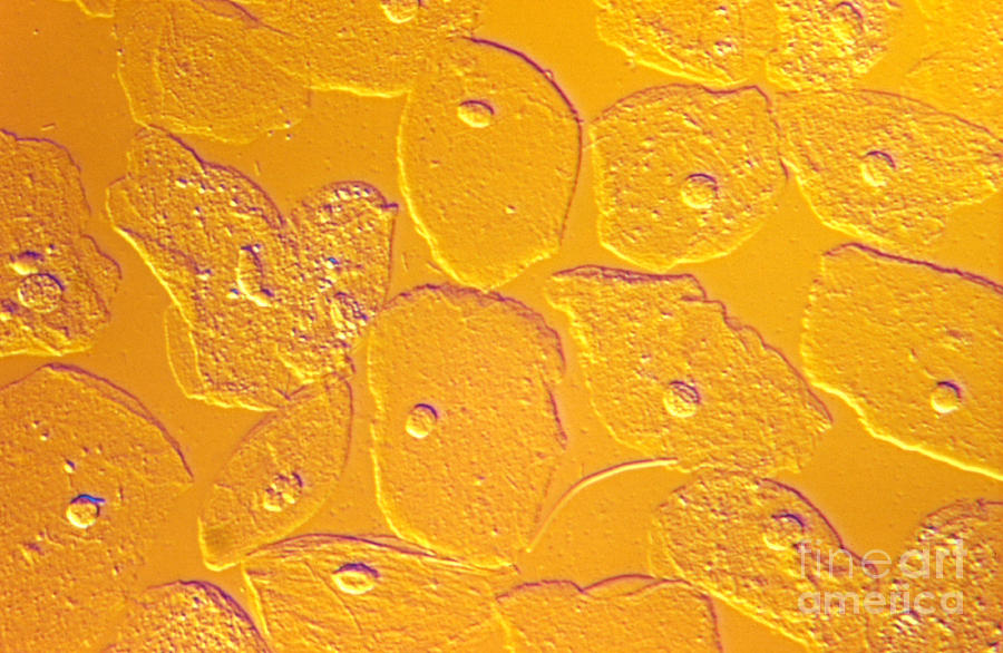 Light Microscopy Photograph - Squamous Epithelial Cells by M. I. Walker