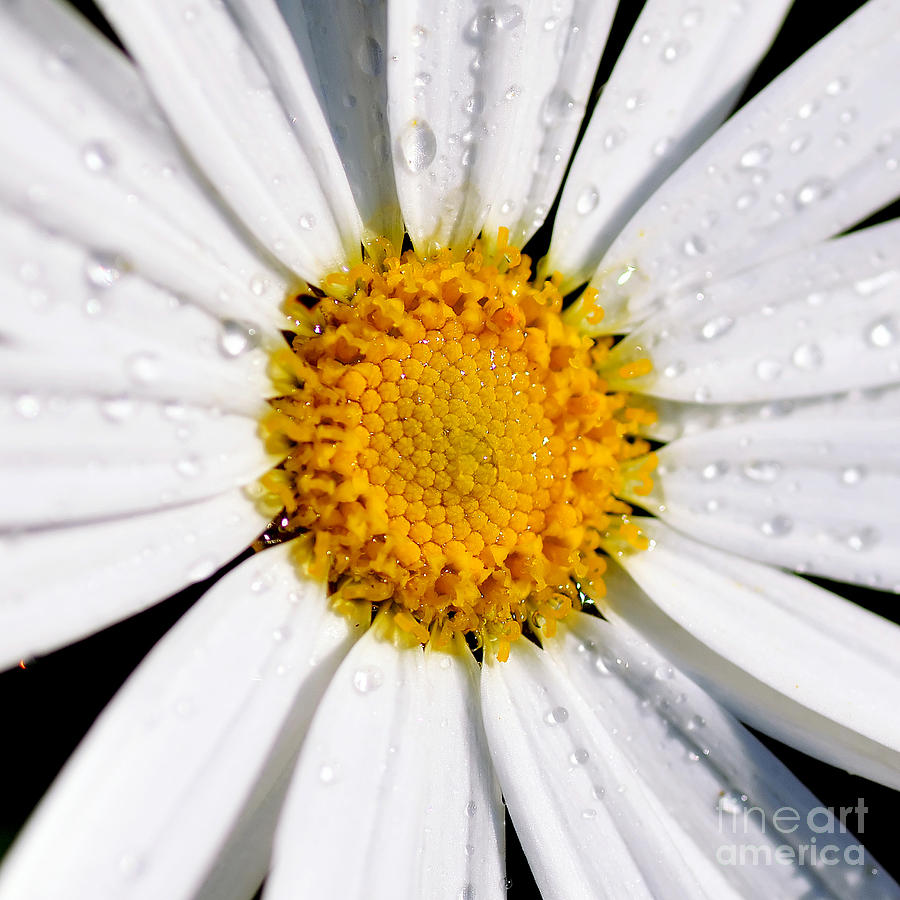 Square Daisy - Close up Photograph by Kaye Menner