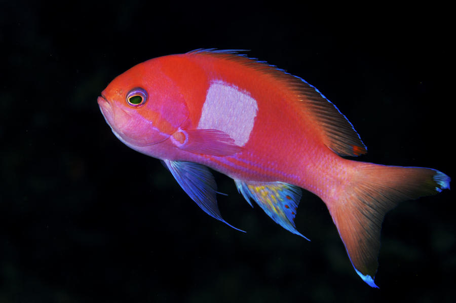 Square Spot Anthias by Steve Rosenberg - Printscapes