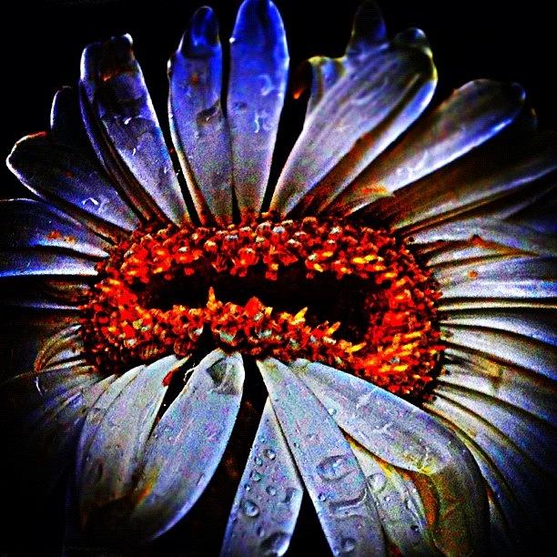 Flowers Still Life Photograph - #squaready #gerberdaisy#waterdrops by Rita Frederick
