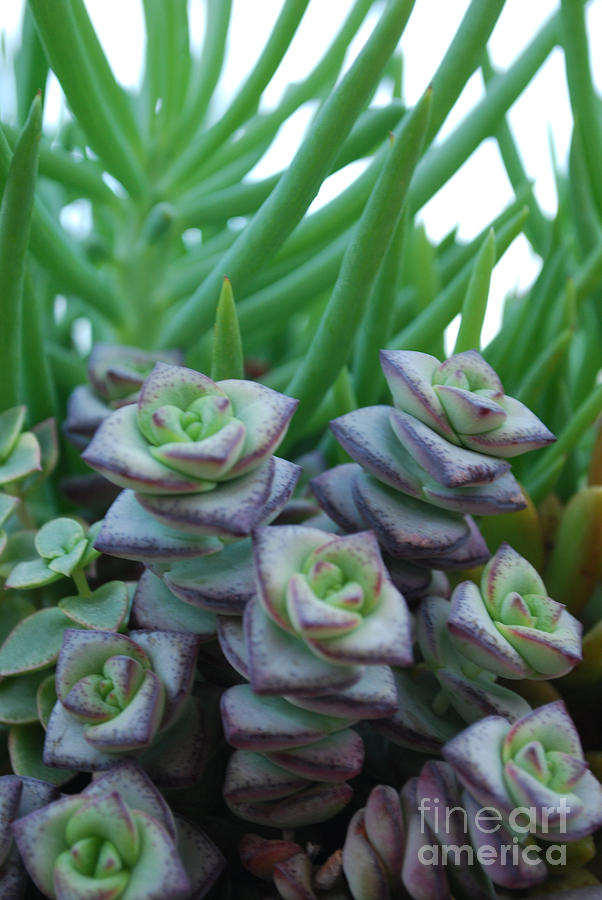 Squarely Purple Succulent Crassula Baby Necklace Photograph by Heather Kirk