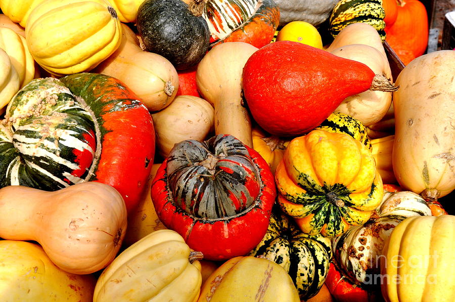 Squash and Gourds Photograph by Tatyana Searcy