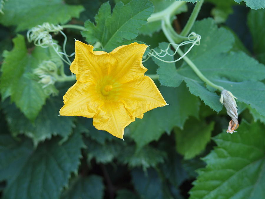 Squash Blossom Photograph by HW Kateley
