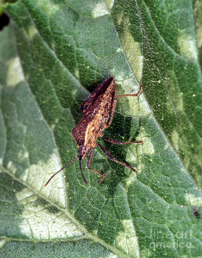 Squash Bug Photograph by Science Source Fine Art America