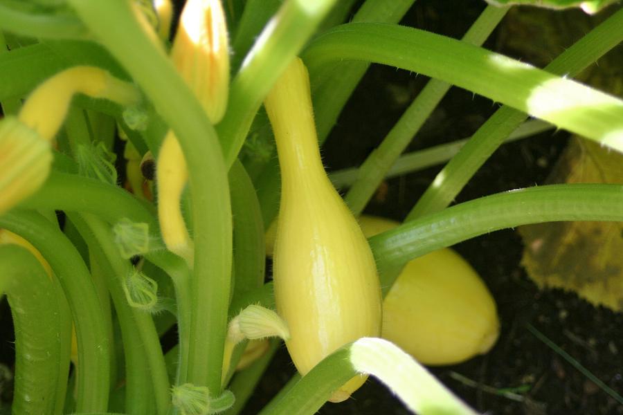 Squash On The Vine Photograph by Barbara S Nickerson