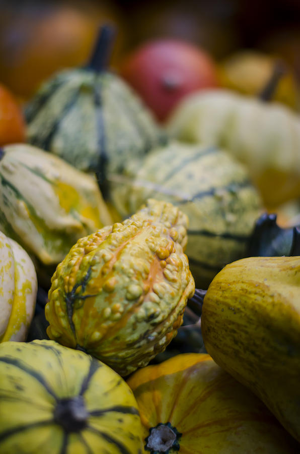 Squashes at the Market Photograph by Heather Applegate