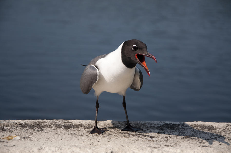 Squawking Gull Photograph by Cathy Kovarik