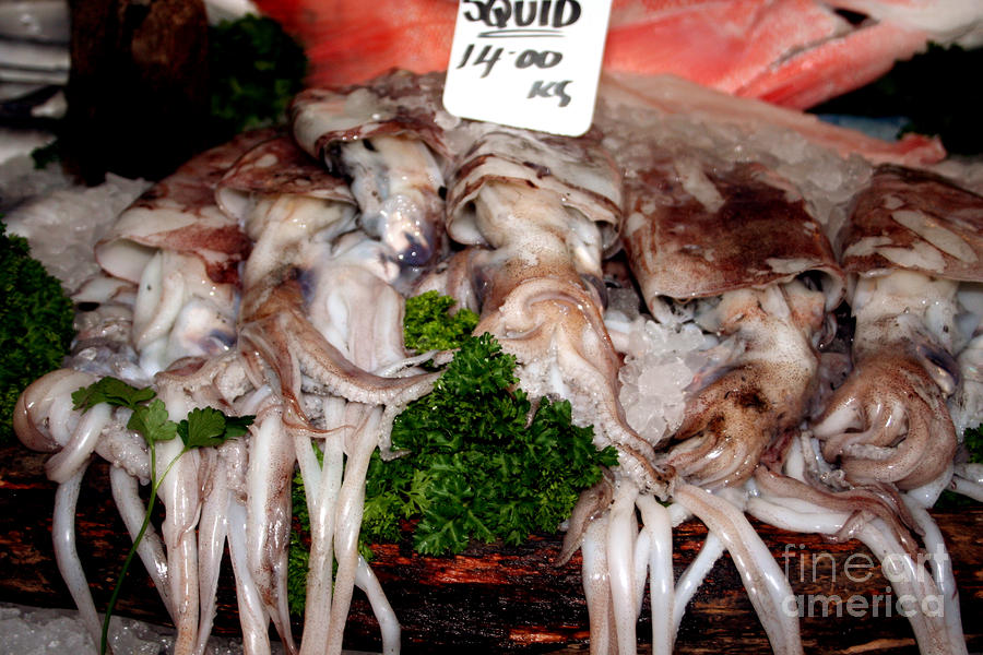 Squid for Sale Photograph by Heather Applegate