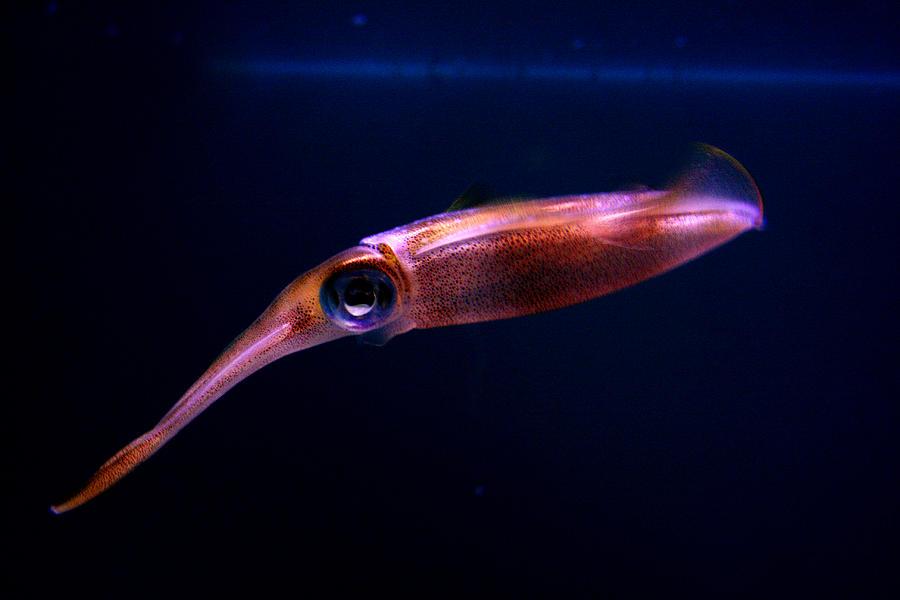 Squid in Pink Photograph by Jennifer Bright Burr